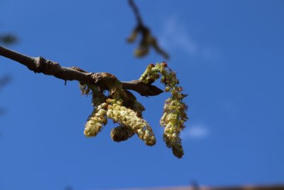 Populus lasiocarpa - topol chlupatý - jehnědy